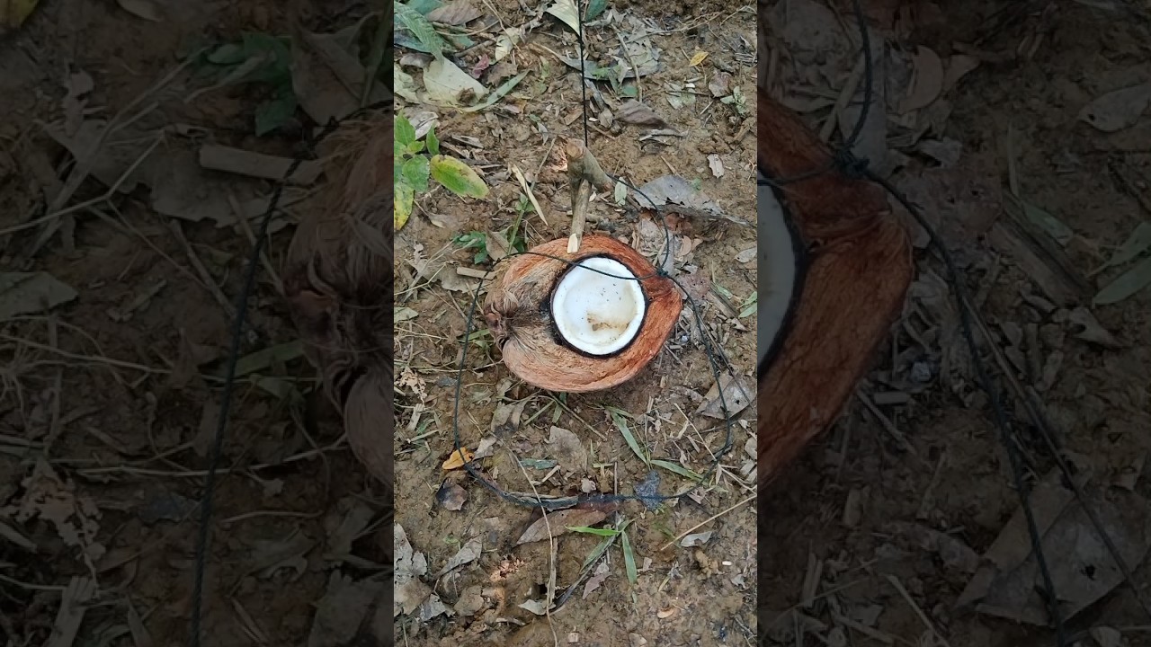Survival Skills: wild boar trap 4 #trap #survival #bushcraft