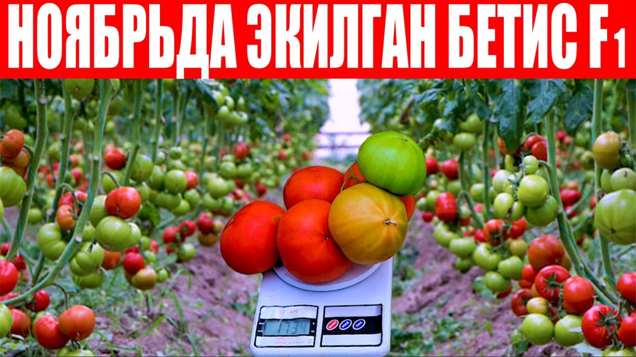 Бетис F1-Кузги мавсумда қизил помидор экмоқчи бўлган дехқонларимиз учун  (Tomato Betis F1-Sakata)