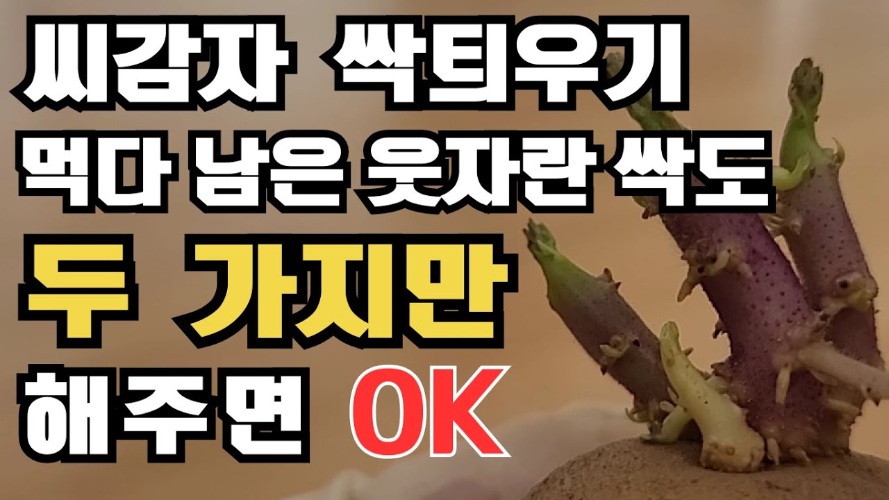 [513] 버려질 뻔한 감자를 씨감자로 싹틔우기는 딱 두가지만 알면 돼요 씨감자싹틔우는 기간 산광싹틔우기 거실에서 감자싹틔우기 봄감자심는시기
