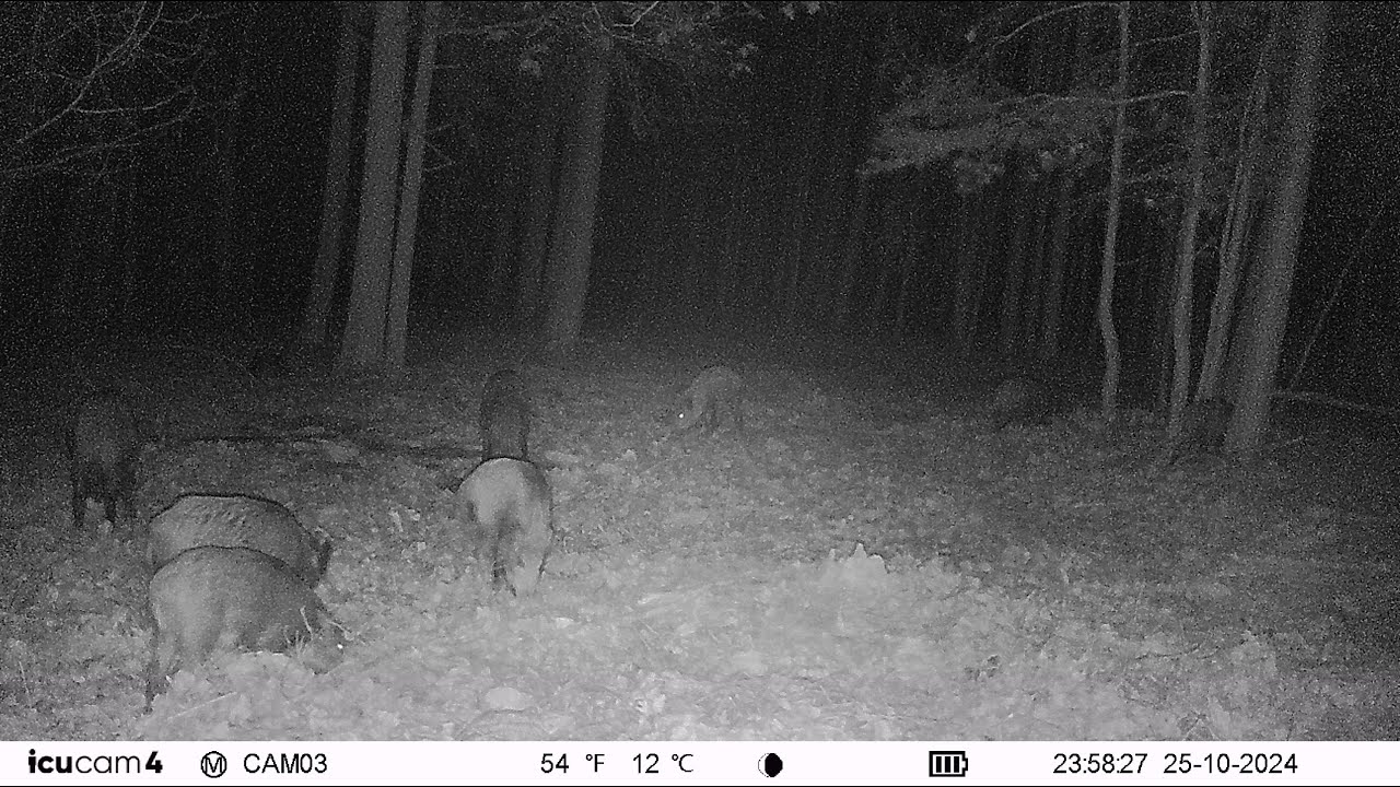 20241025235830 Germany - Wildzwijn / Schwarzwild / Wild boar