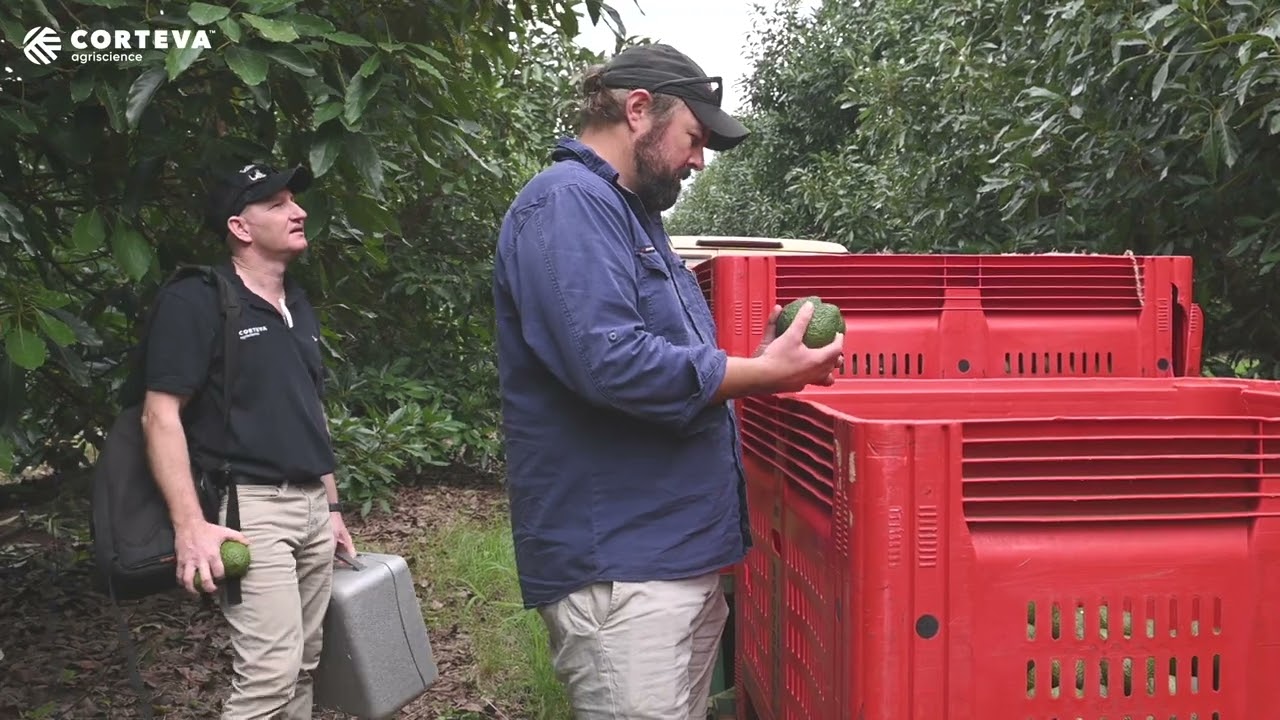 Integrated Pest Management, Avocados