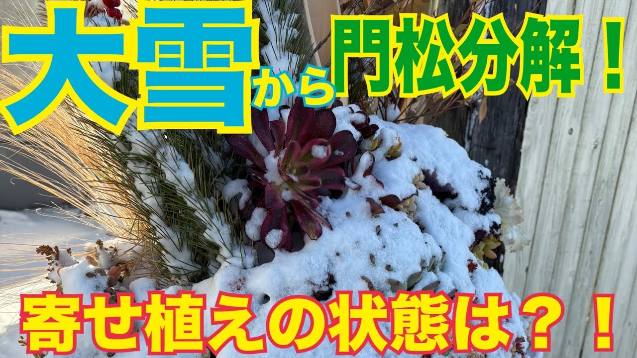 ❄️大雪から🎍門松分解❗️寄せ植えの状態は⁉️#多肉植物 #ガーデニング 2026年2月9日