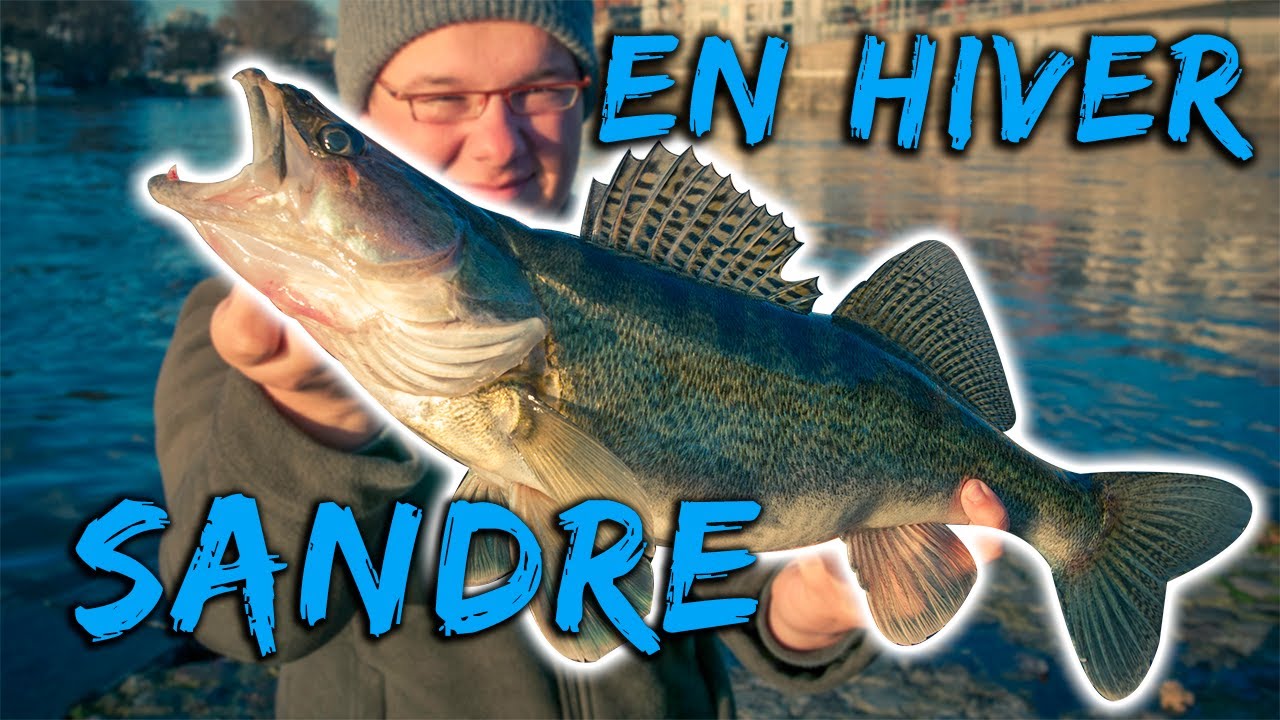 Pêche du sandre aux leurres souples du bord | Hiver 2019