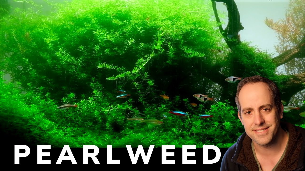 PERFECT Aquascaping Plant? Should you use Hemianthus Micranthemoides (Pearlweed) in your Aquarium?