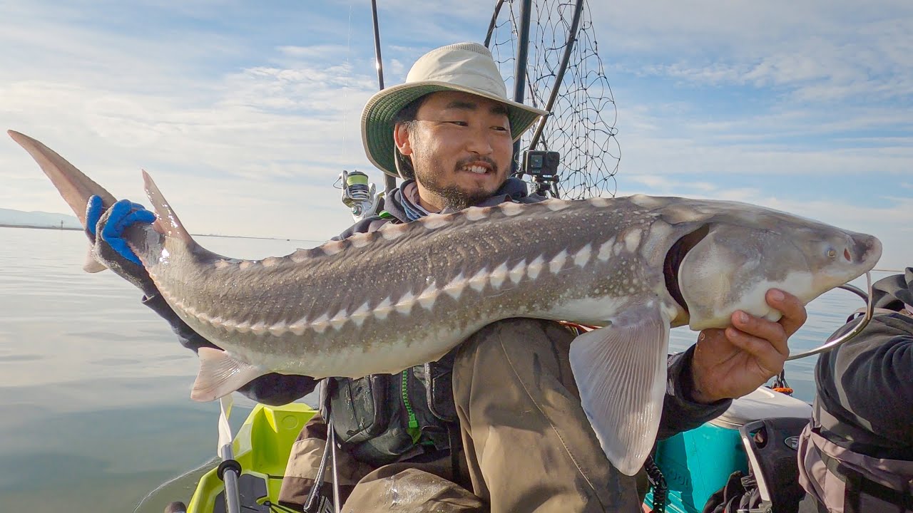 CATCH AND COOK STURGEON
