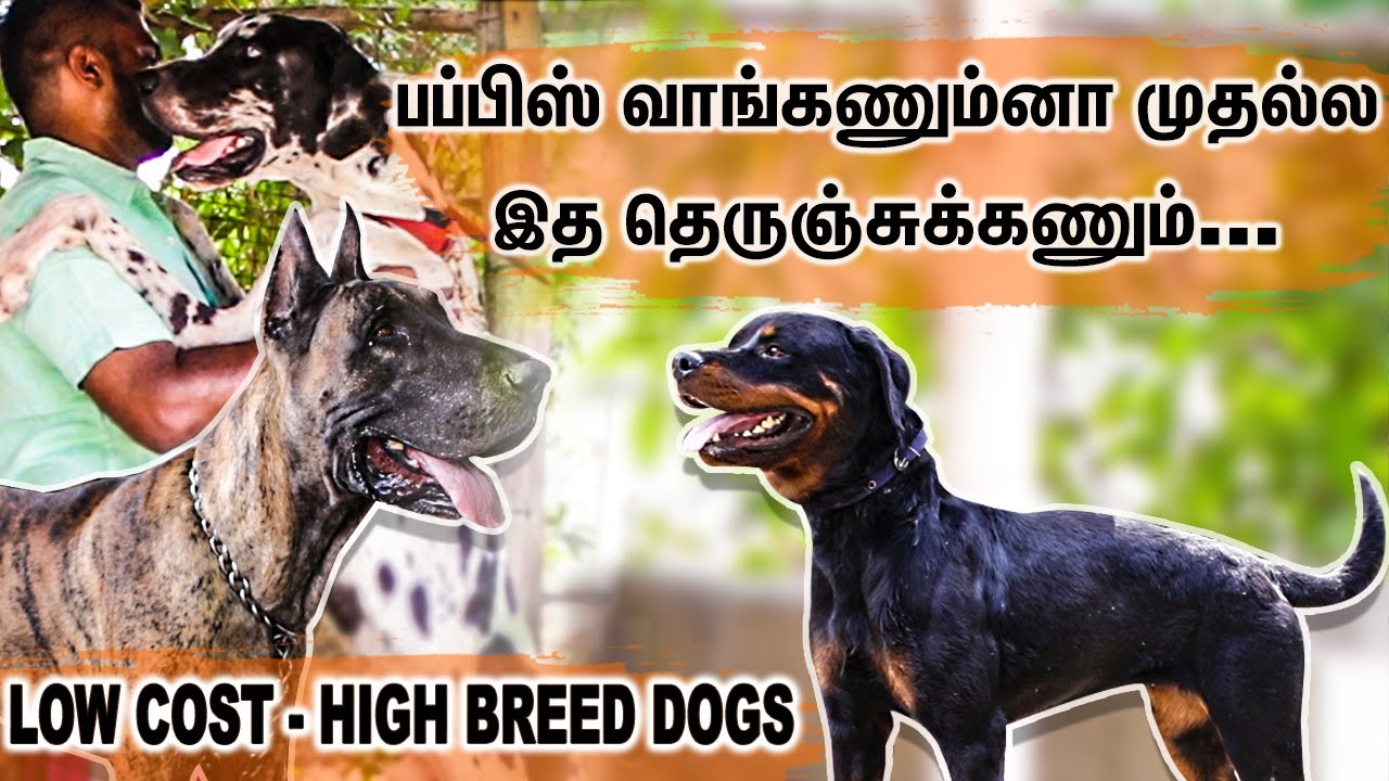 குறைத்த விலையில் உயர்தர நாய்கள்! | Puppy's and dogs on Sales | All Breeds Puppy Price List | Madurai