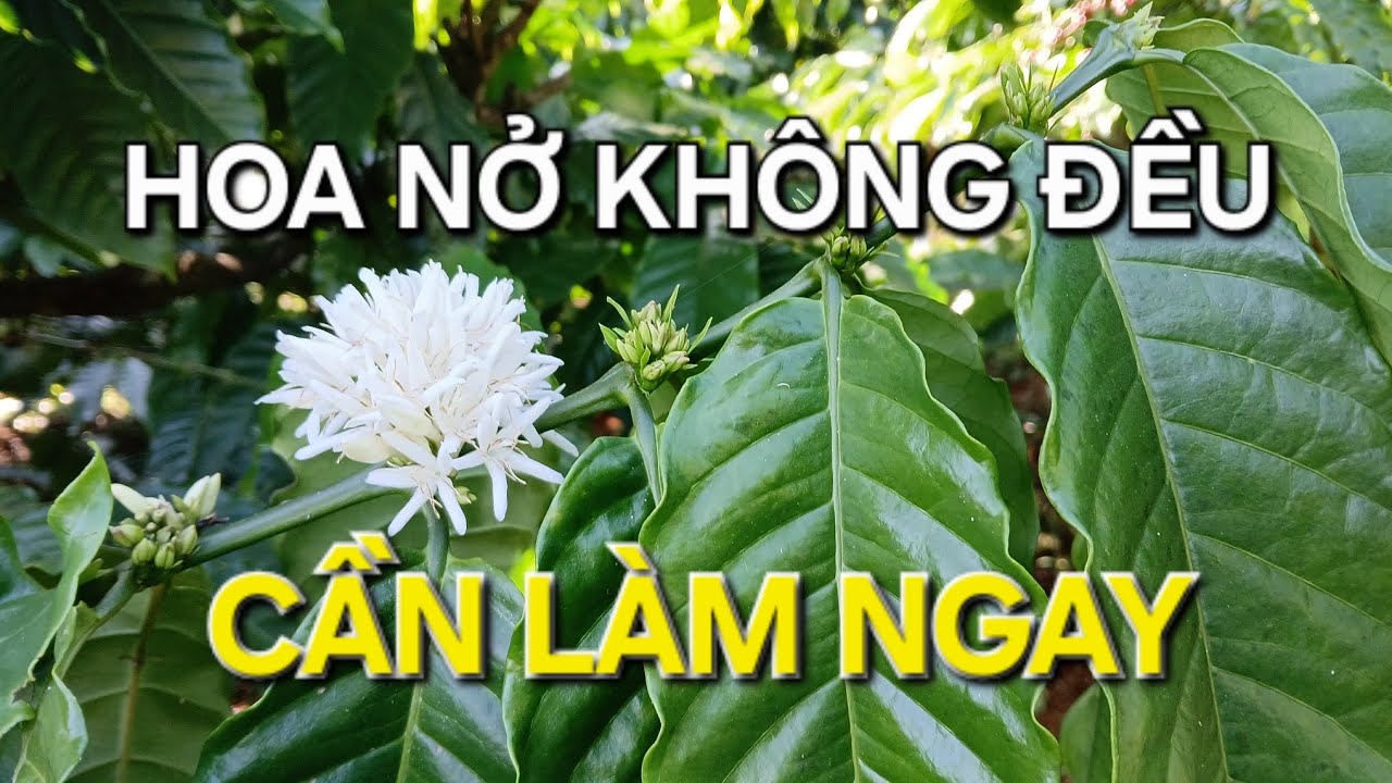 Những việc cần làm đối với vườn cà phê trổ không đều do bão 15. MV Nhân Trí