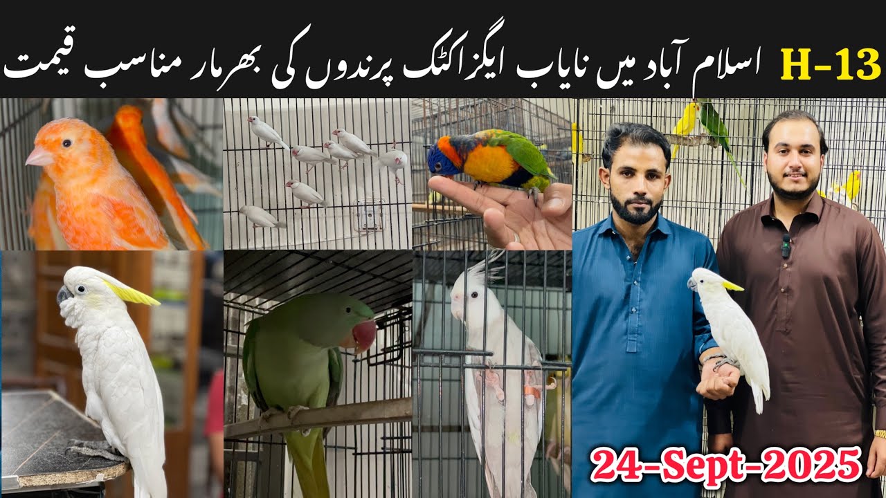 H-13 Islamabad latest Update || New fanciers k lia Exotic birds pr betreen offers. 