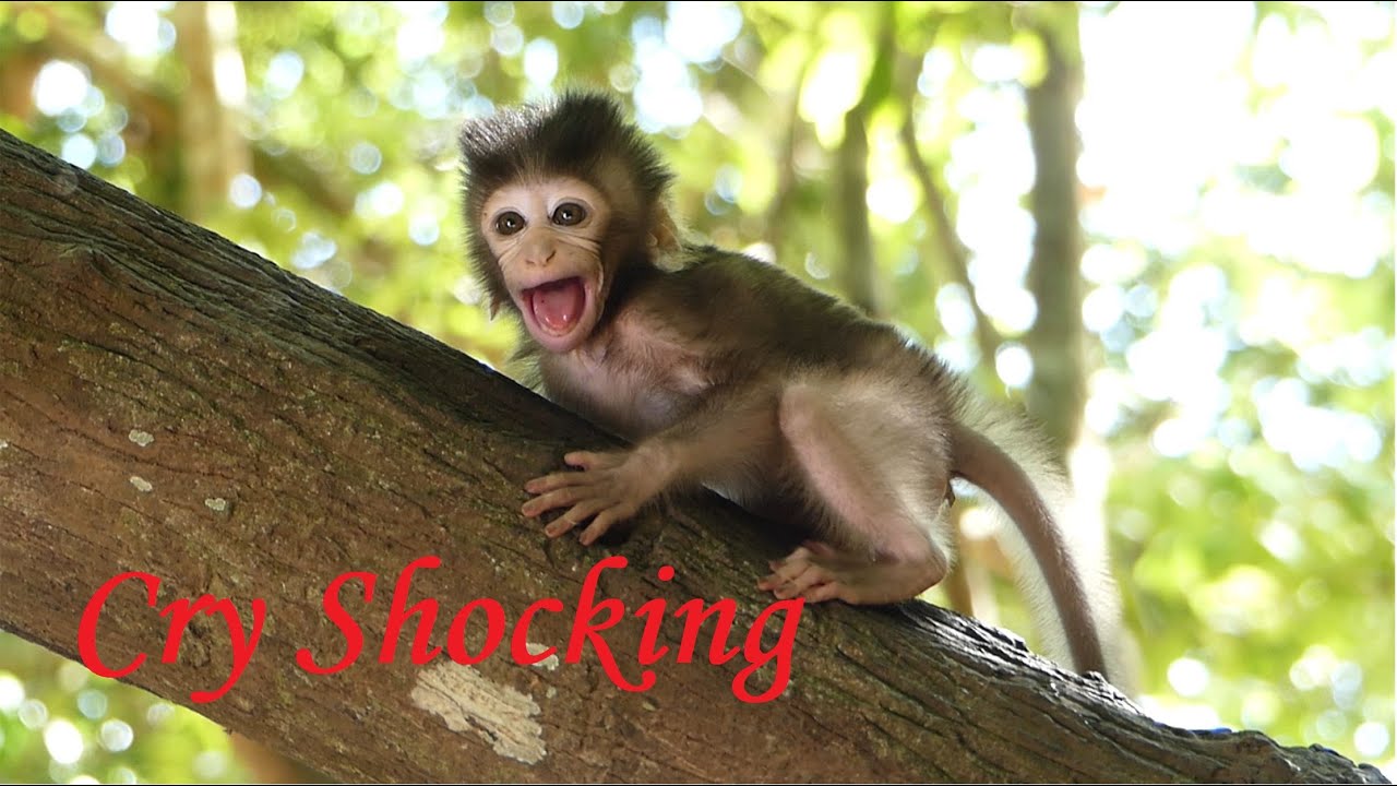 Terrible Shocking Nasty Queen Tara K.idnap Golda C.ry Seizure Alone. Why Ginger Abandon Golda?