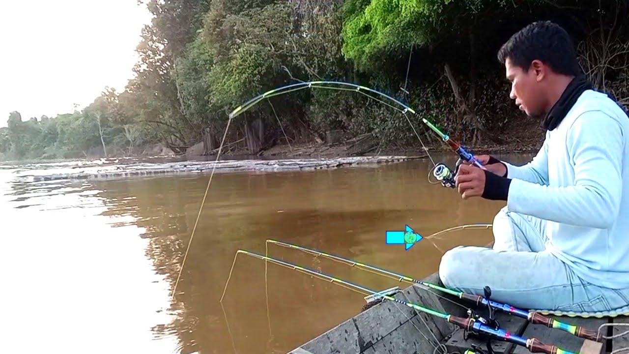 REKOR MENDEBARKAN! SAMBARAN BESAR MENGEJUTKAN UDANG GALAH BABON DI BAWAH LANTING TENGAH SUNGAI
