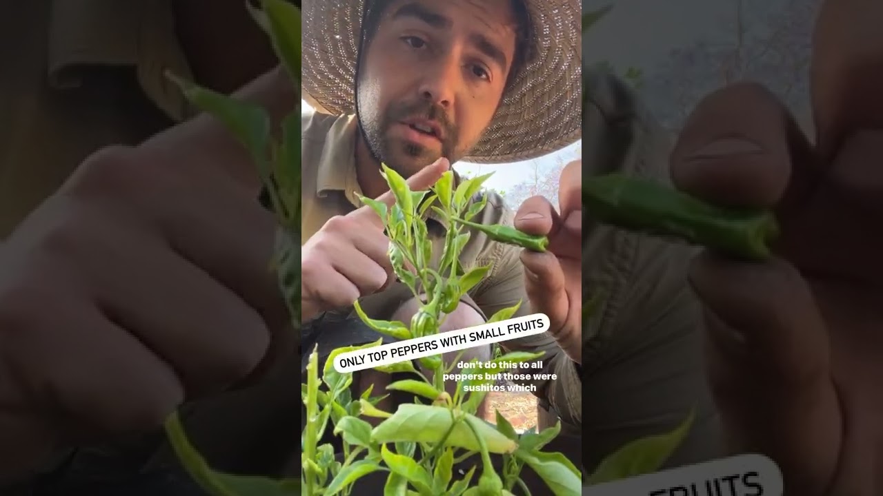 Стоит ли добавлять начинку в Peppers? Это зависит от обстоятельств!