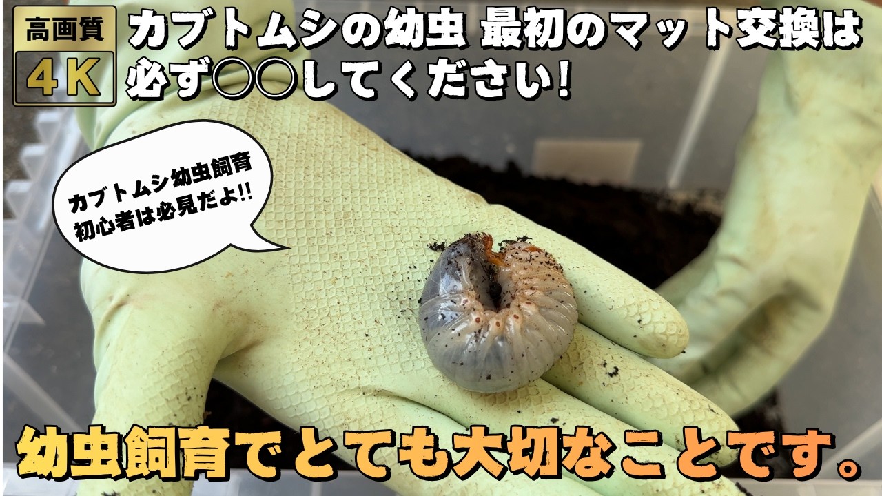 カブトムシの幼虫 最初のマット交換は○○してください！