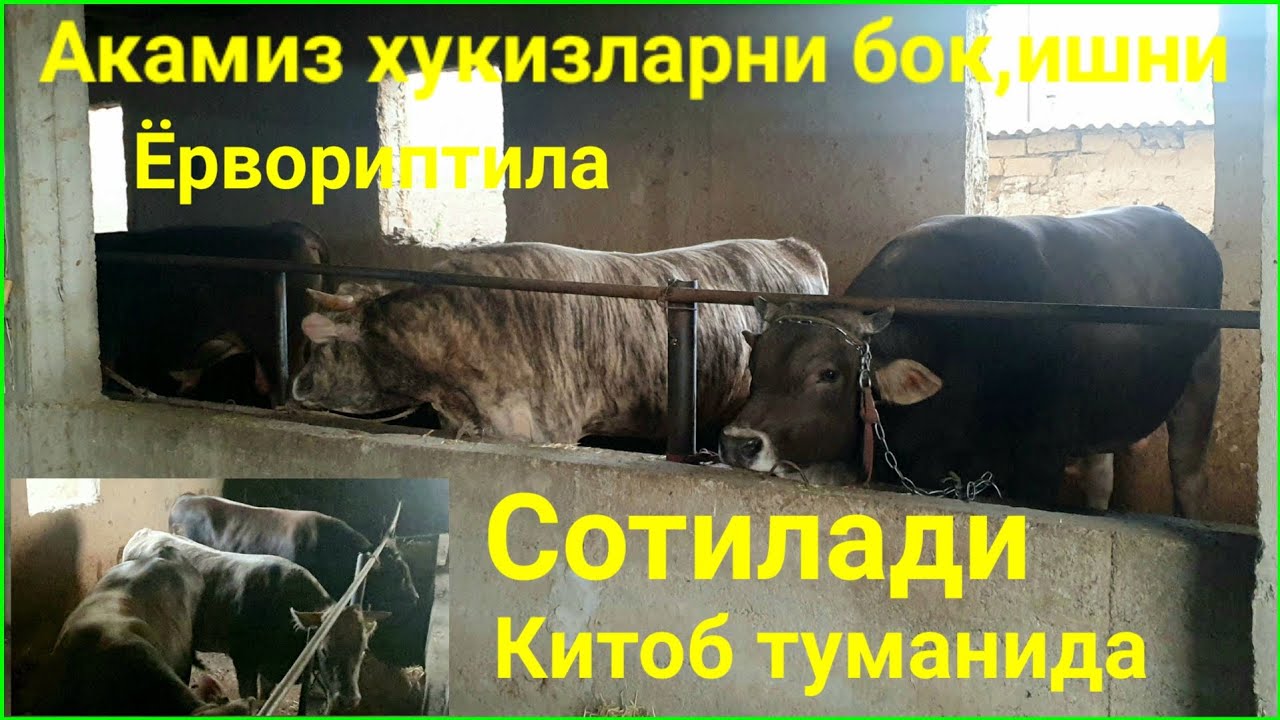 100% етилган, тайёр 3та Хукиз сотилади. К,ашк,адарё в, Китоб туманида. К,ассоб акаларга таркатинглар