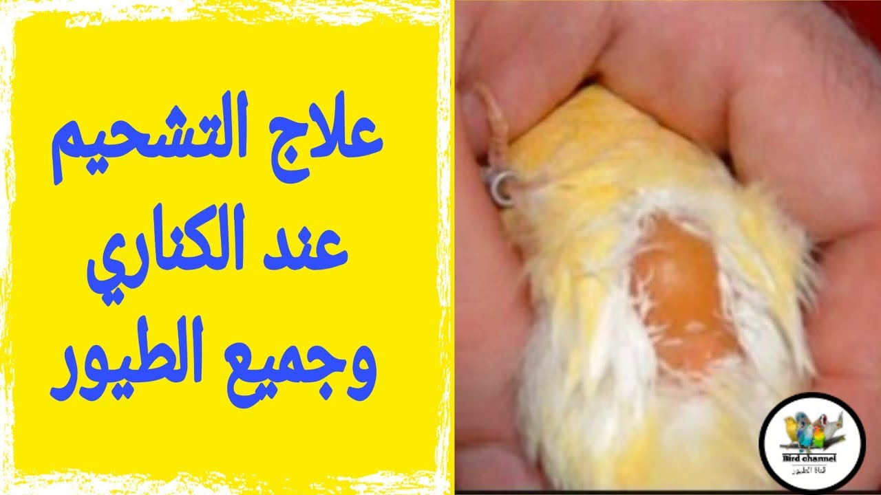 علاج التشحيم عند الكناري وجميع أنواع الطيور مع ذكر أسبابه
