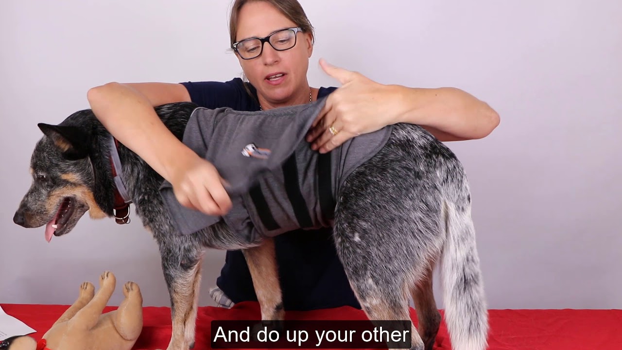 The Vet Shed- The Thunder Shirt