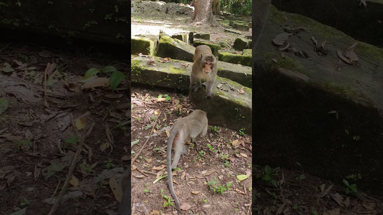 Wildlife monkey in Amber troop 