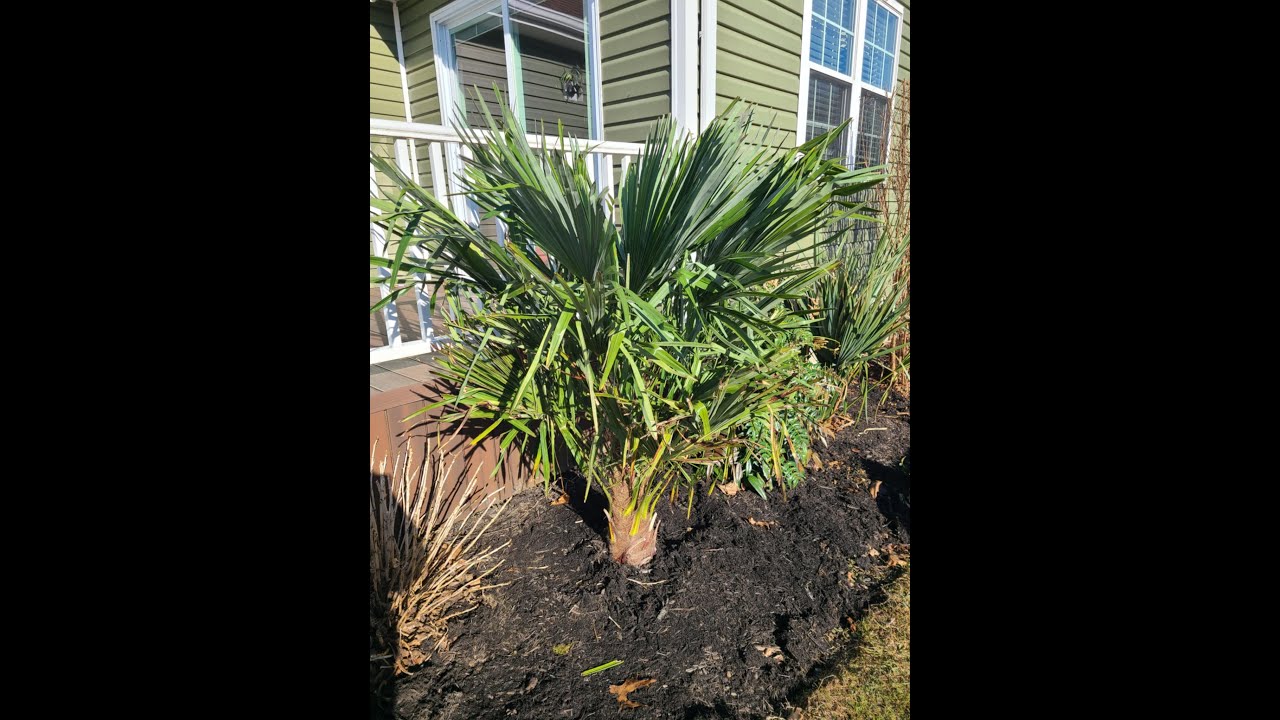 Planting new windmill palm