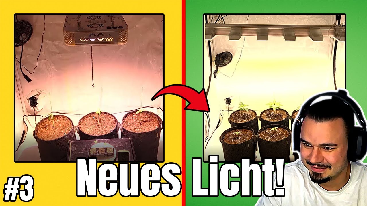 Alle Pflanzen im Aufschwung | Umtopfen & neues Licht! | Grow Tagebuch #3