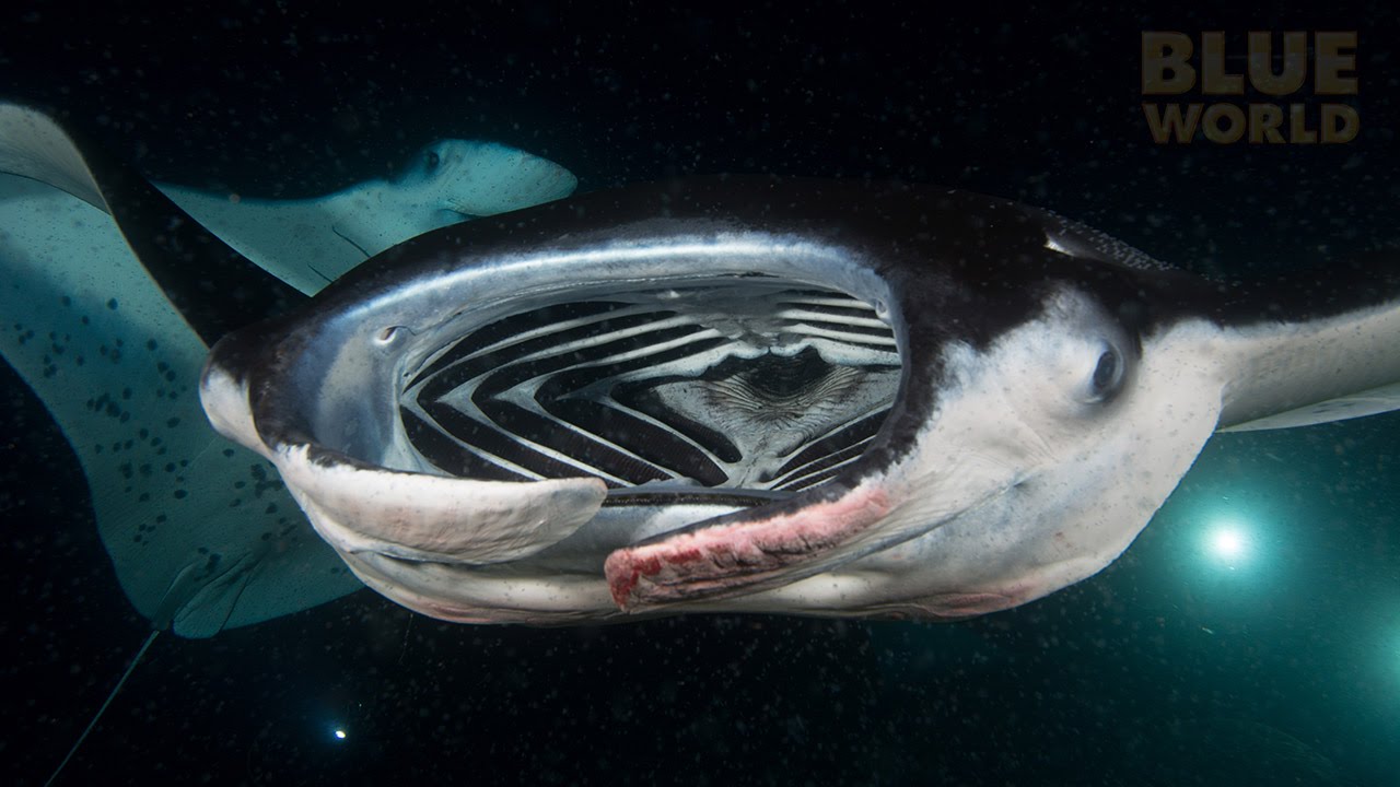 Night of the Mantas | JONATHAN BIRD'S BLUE WORLD