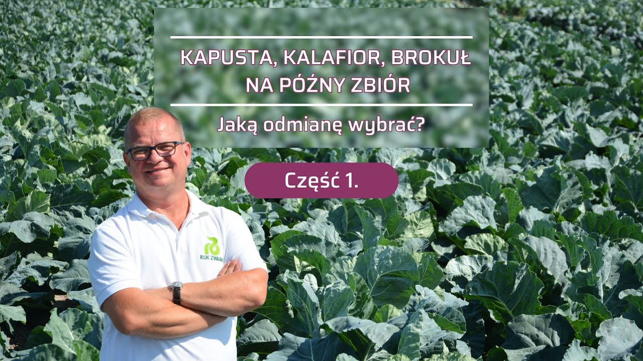 Warzywa kapustne na późny zbiór (cz. 1) Jaką odmianę kalafiora i kapusty wybrać na późne nasadzenia?