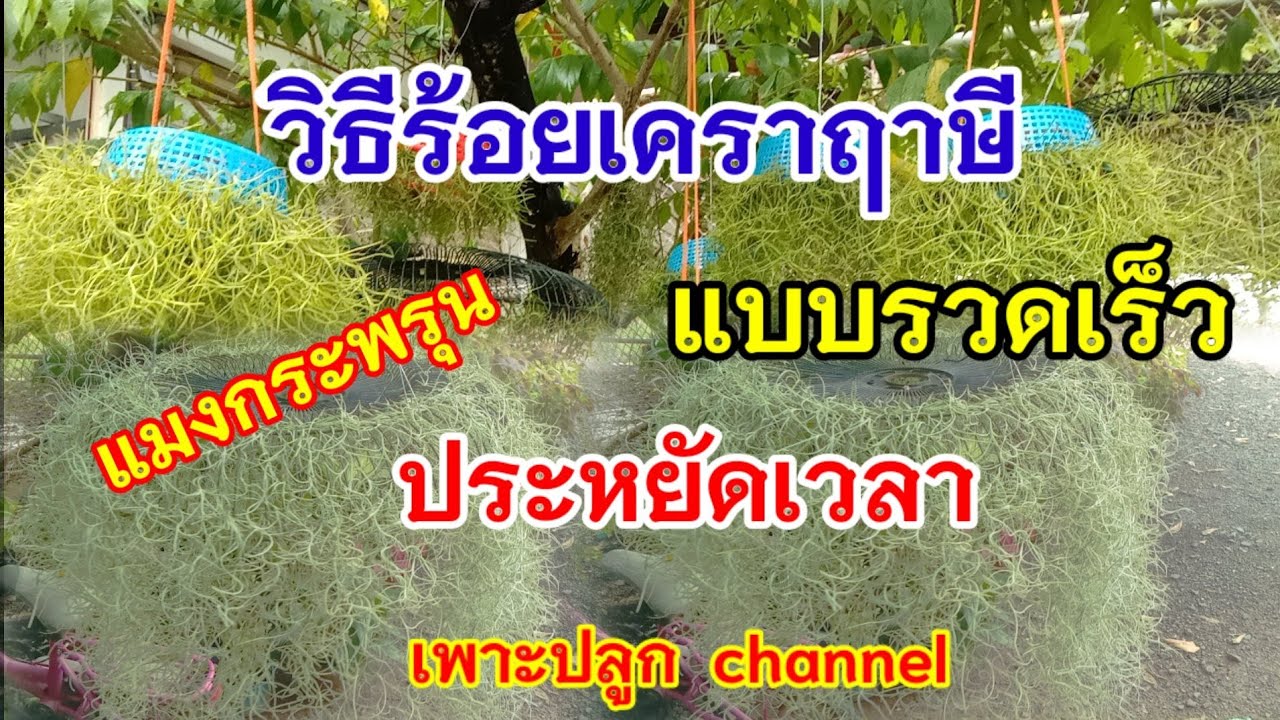 เคราฤาษี  วิธีร้อยเคราฤาษีอย่างง่าย และเร็ว แบบแมงกระพรุน spanish moss/เพาะปลูก  channel