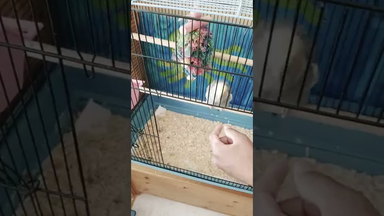 Cockatiel and Quail meet! SHOCKING RESULTS!(REUPLOAD!!!)