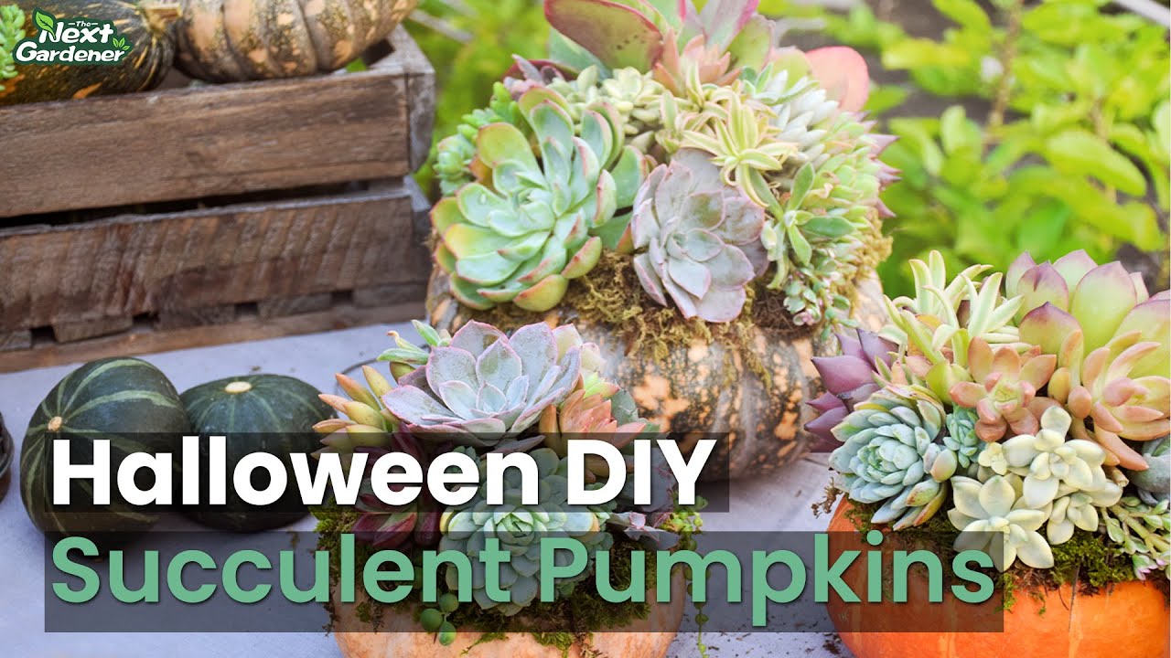How to Make a Succulent Pumpkin | The Next Gardener
