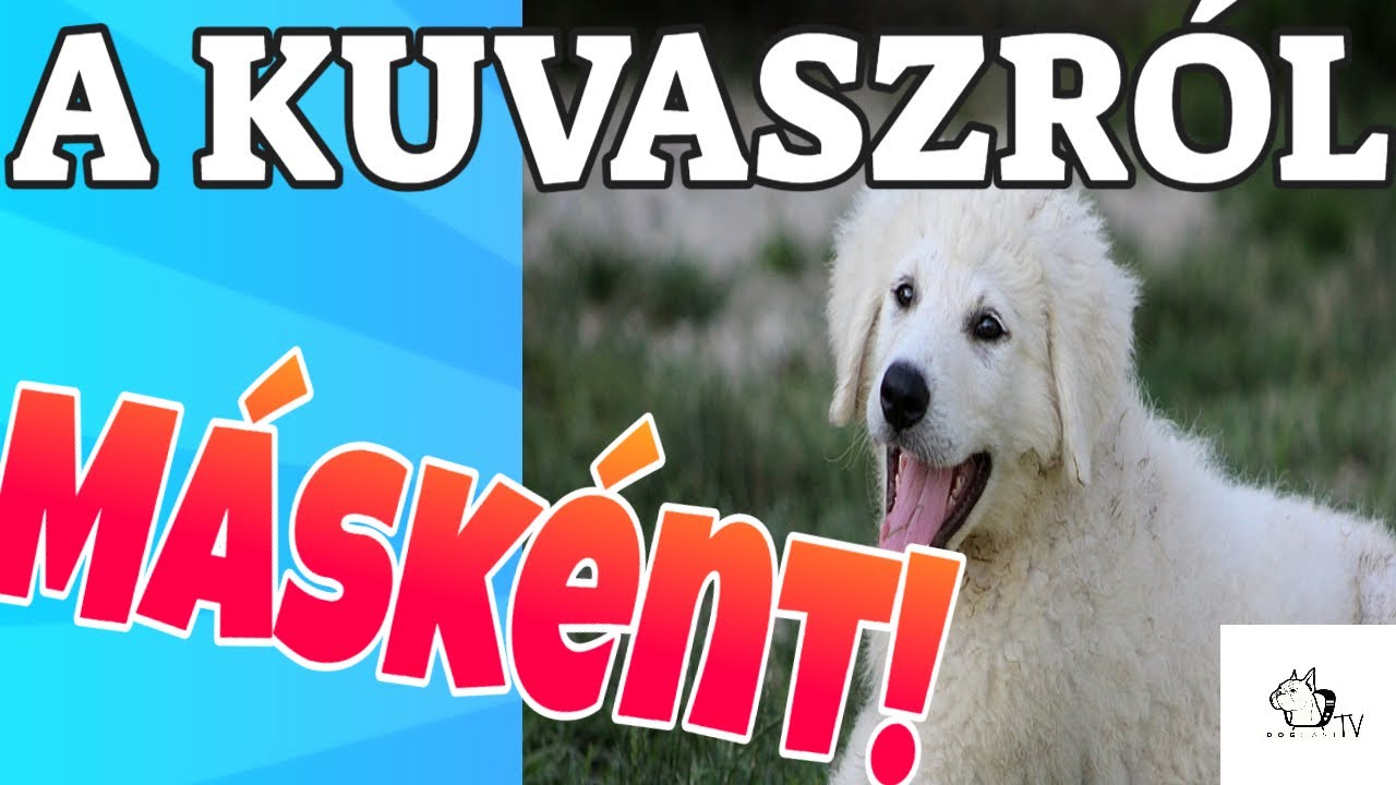 A KUVASZ (2021) - A Kuvasz Másként!  1. Rész!  Ismerd meg a KUVASZT, olyannak, amilyen! DogCast TV!