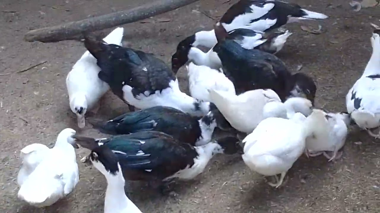 Sipag at tyaga lang...
