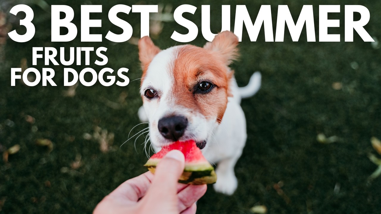3 Best Summer Fruits You Can Give Your Dog (And Their Amazing Benefits!)