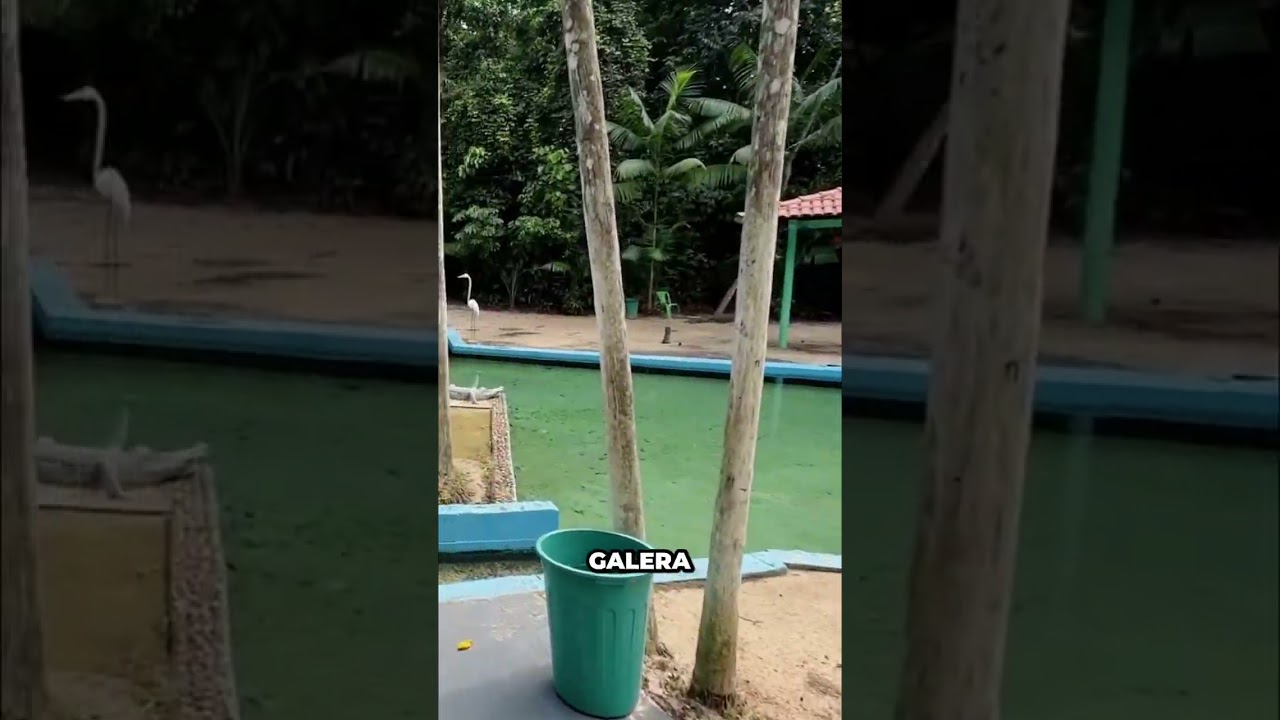 Descubra o Balne&aacute;rio Geladeira no Par&aacute; #shorts