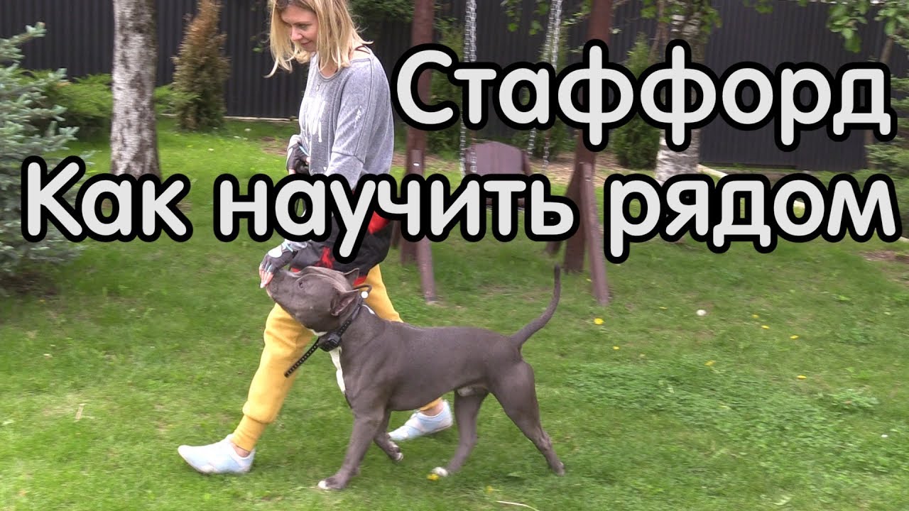 Стаффорд Айрон, команда рядом, корм, мяч, удавка, хлыст