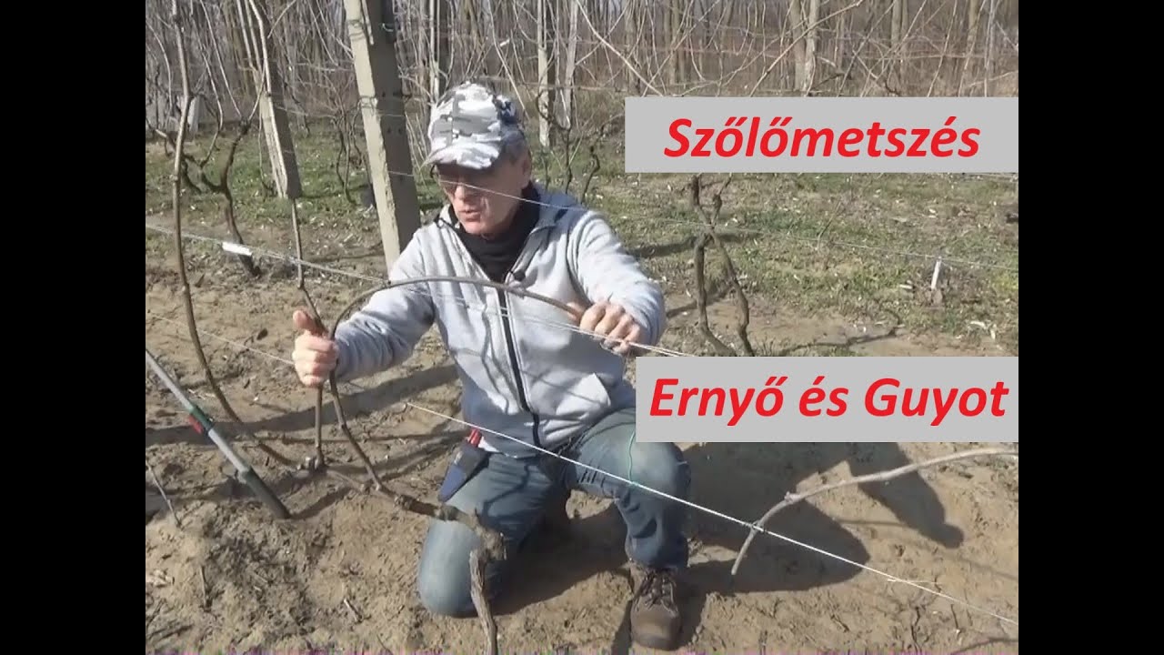 Szőlőmetszés - Ernyő és Guyot tőkeformák