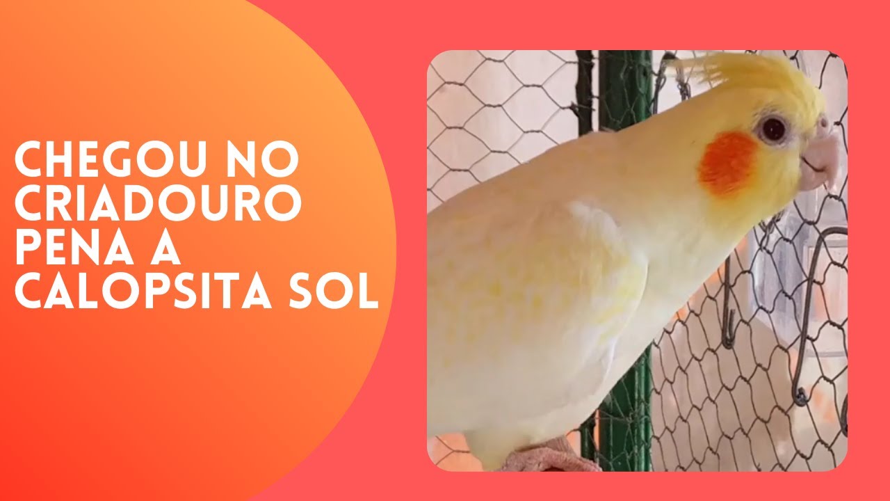 Chegou no Criadouro Pena a Calopsita Sol para temporada de reprodu&ccedil;&atilde;o