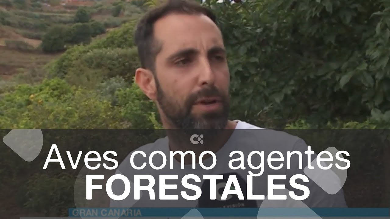 Aves como agentes forestales