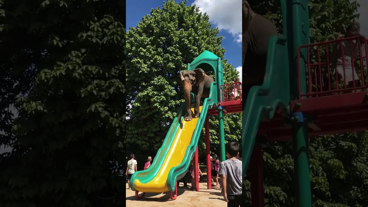 "Playful Elephant Slides Down! 🐘🎢 Funniest Playground Moment!"
