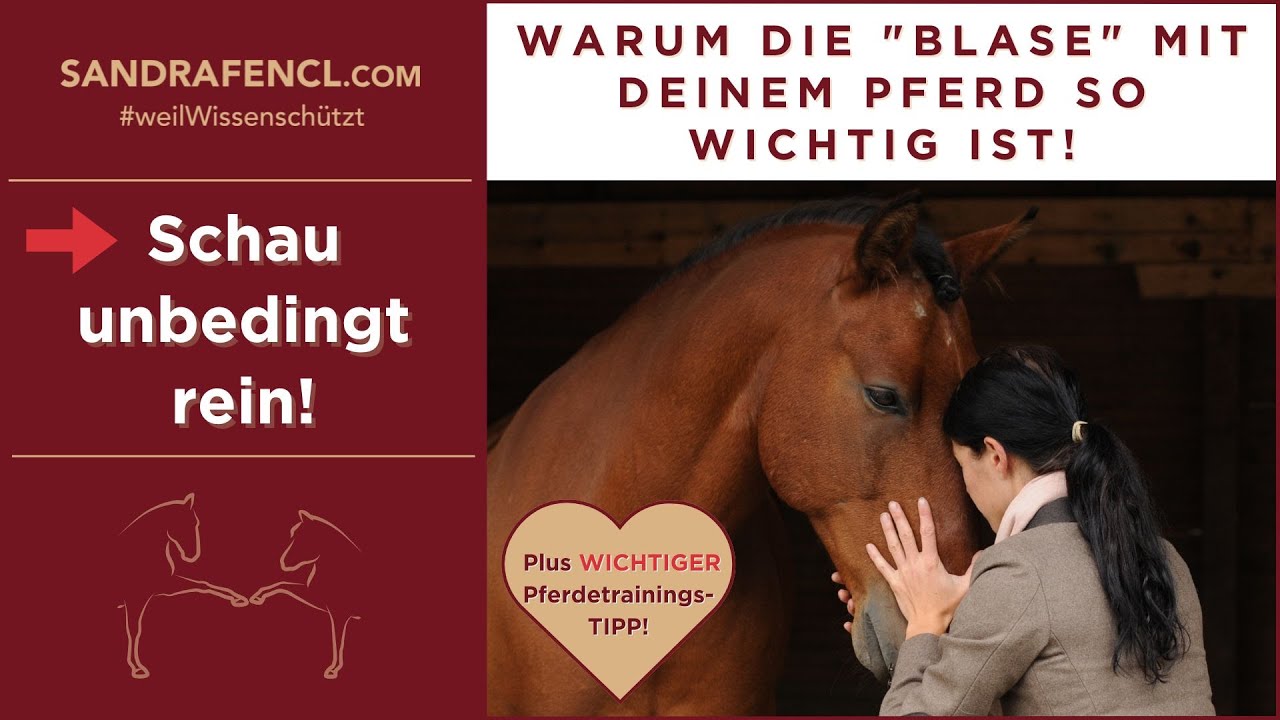 🐴 Wichtiger Pferdetrainingstipp: Warum die 