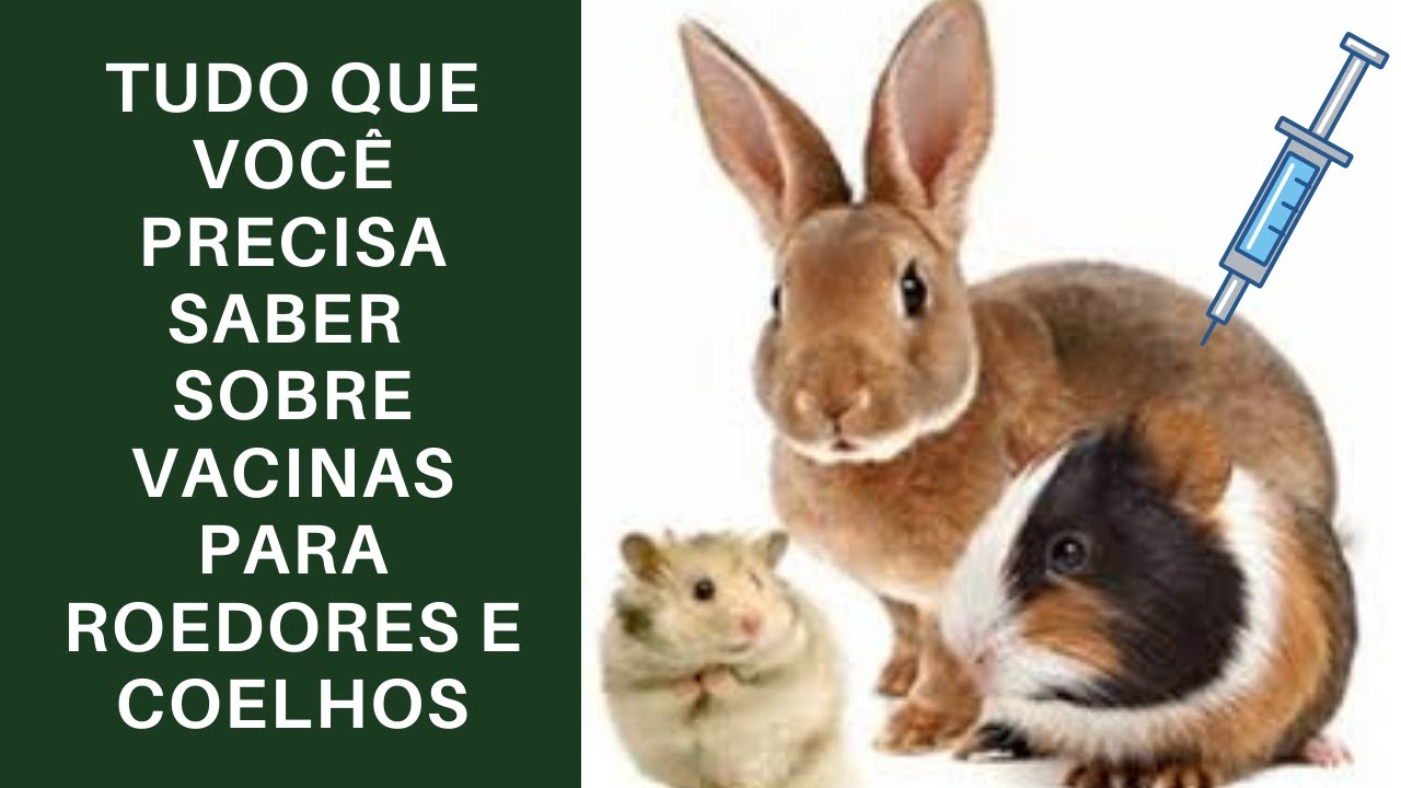 Tudo que você precisa saber sobre vacinas para roedores e coelhos