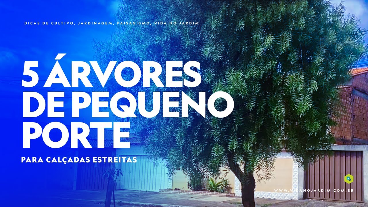 5 árvores de pequeno porte para calçadas estreitas