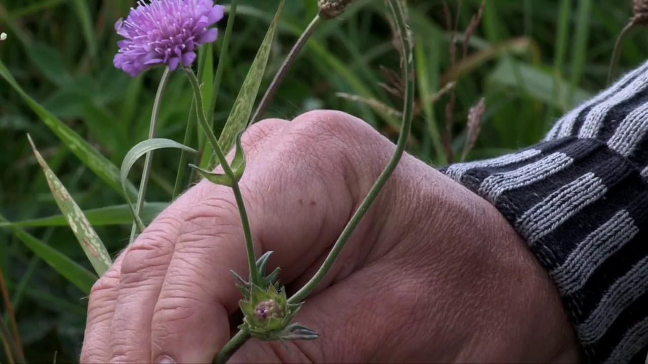 Vejkant fyldt med biodiversitet