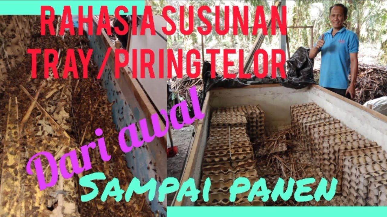 cara penyusunan tray/piring telor untuk jangkrik, supaya panen maksimal.