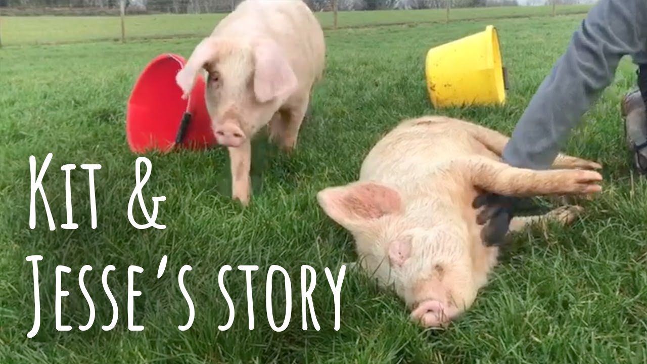 Kit & Jesse's Life Started With A Horrendous Story But Now They Are Happy At Dean Farm Trust