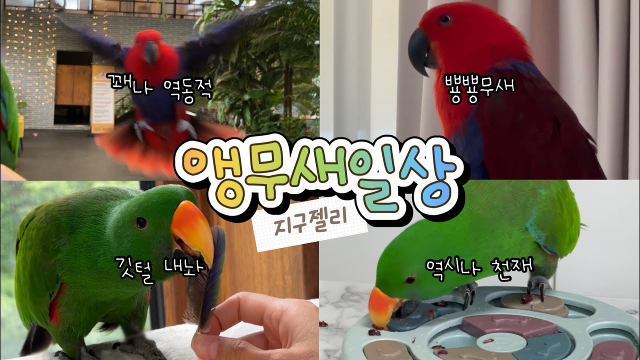 [지구젤리/일상] 귀여운 영상 가득! 일상 모음집🫶🏻