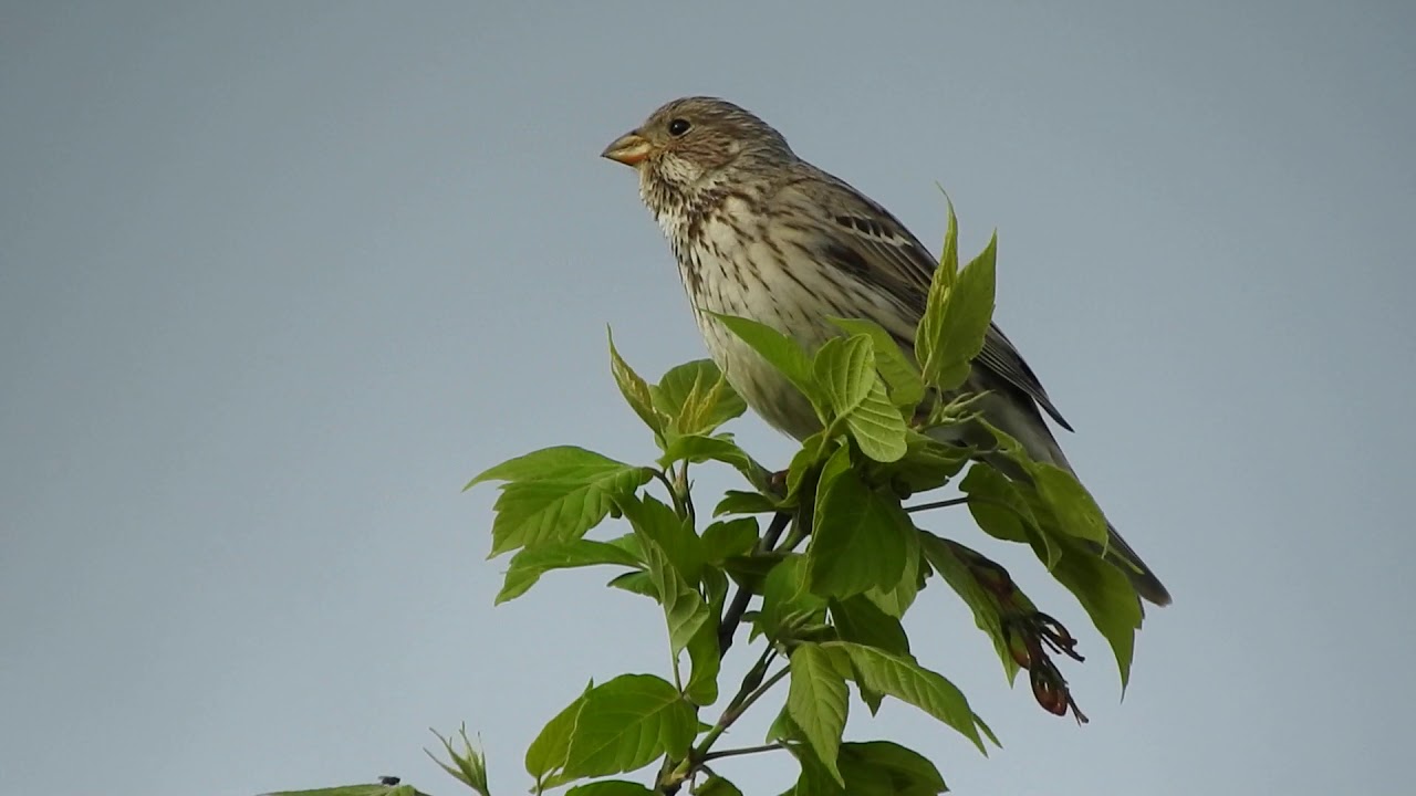 Potrzeszcz , Corn Bunting , (Miliaria calandra) -.2.