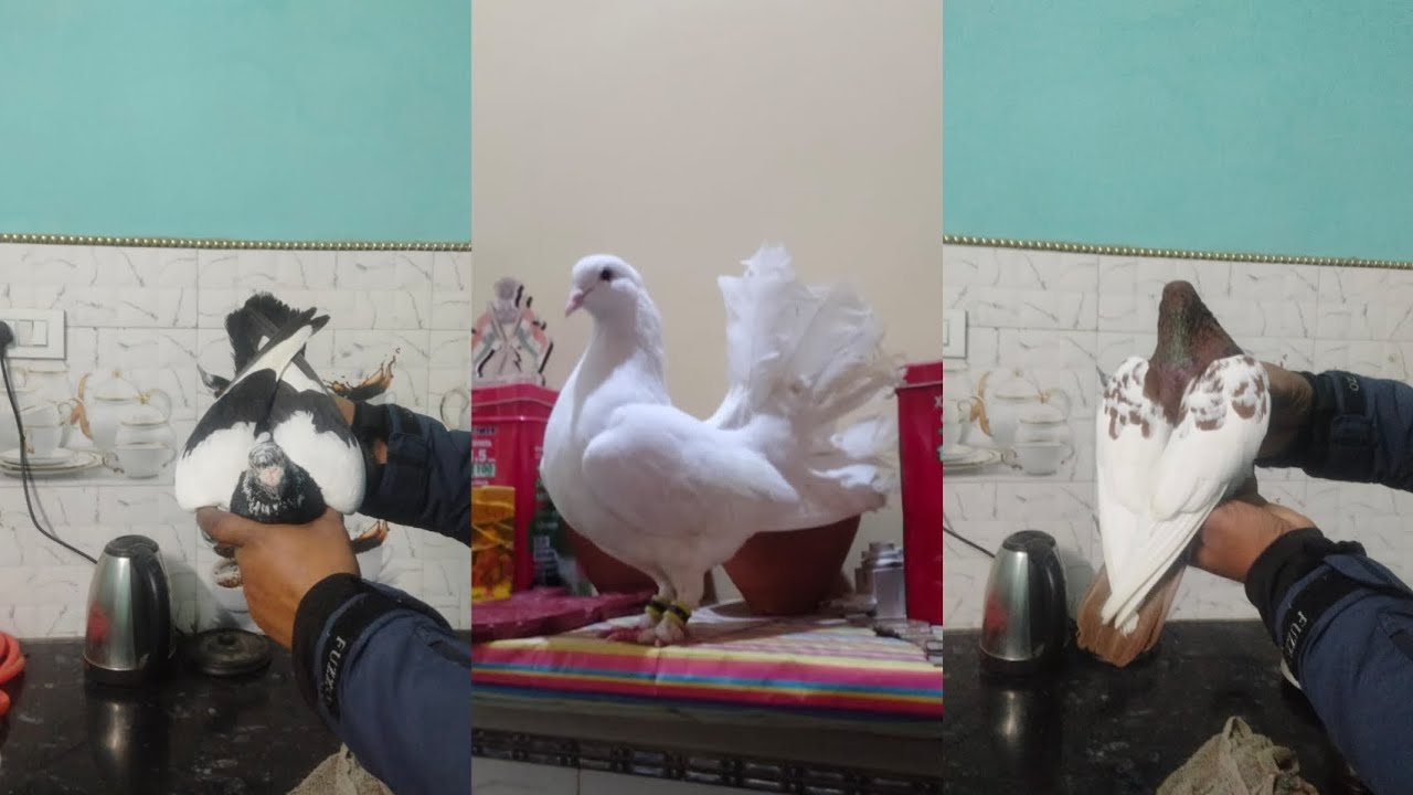 For Sale Gola Patiyala Patet khaal Santinet Hyderabadi🕊90152 42200🕊Location Seemapuri Delhi 