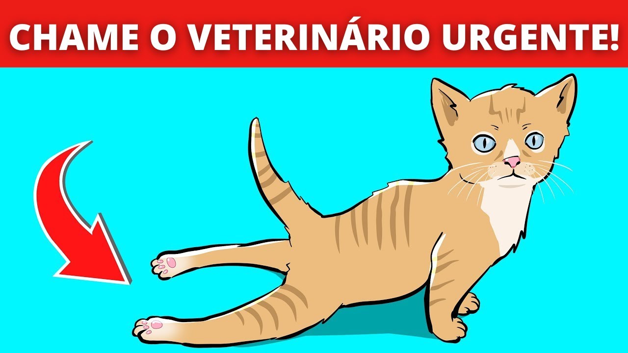 TOP 10 SINAIS DE QUE SEU GATO PRECISA DE AJUDA