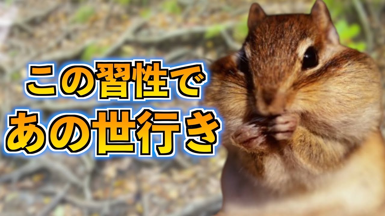 リスの病気、盲点すぎる