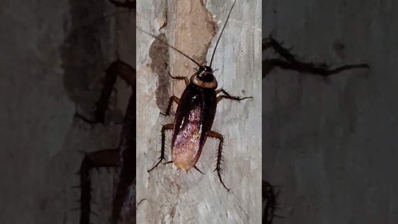 cockroach song #insects #bug #cockroach #animals #nature