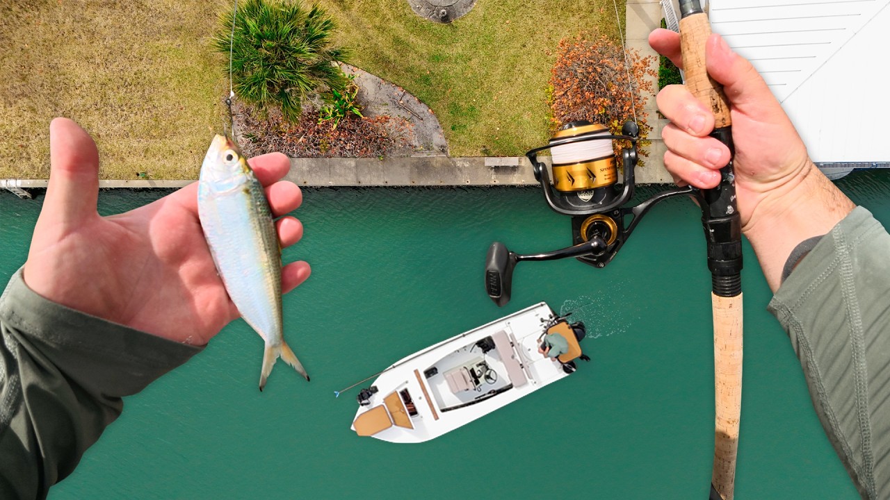 OFFSHORE vs INSHORE with Live Bait!! Snapper, Grouper, Cobia, Snook and Redfish