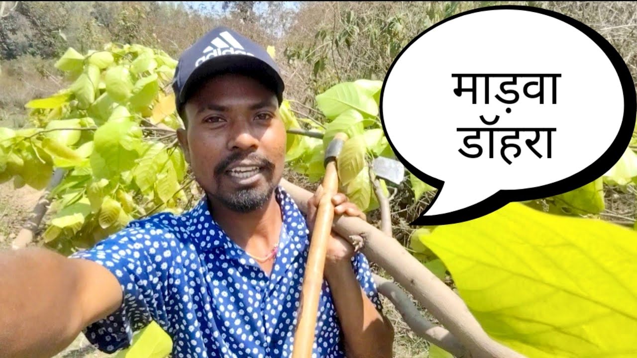 माड़वा डॉहरा शादी के लिए | झारखंडी शादी 2026